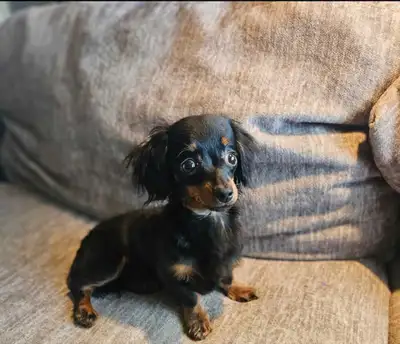 Dachshund with special needs, View more