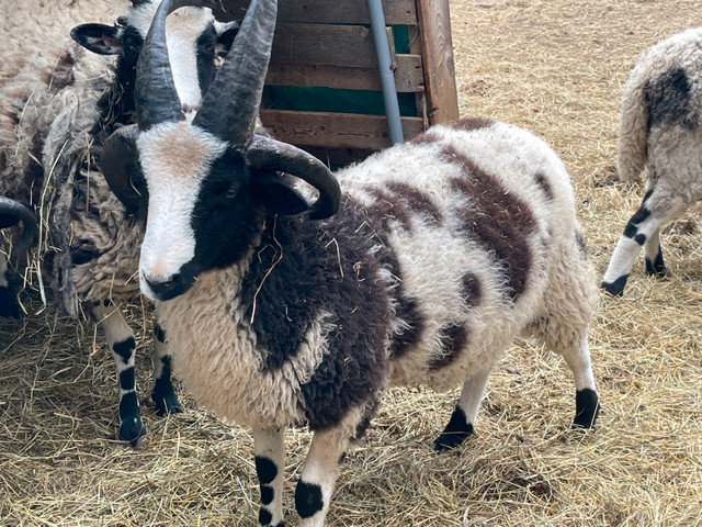 Jacob Sheep/Ram in Livestock in London