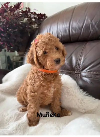  Bichon Poodle (Poochon) Puppies for Sale , View more