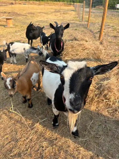 Nigerian Dwarf Goat Heard, View more