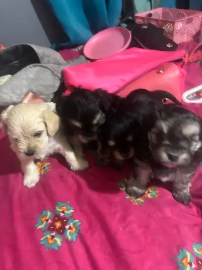 Morkie puppies for sale!!!, View more