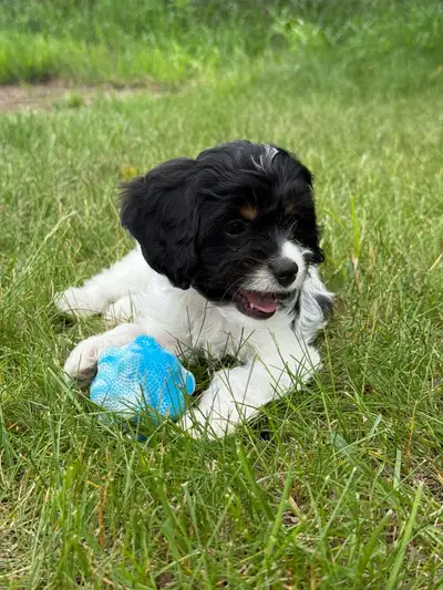 cavapoo puppies, View more