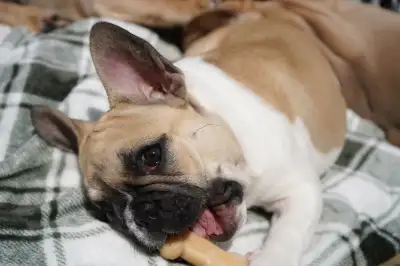 French bulldog puppies, View more