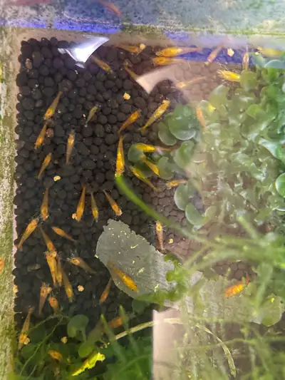 Orange sunkist shrimp (neocaridina), View more