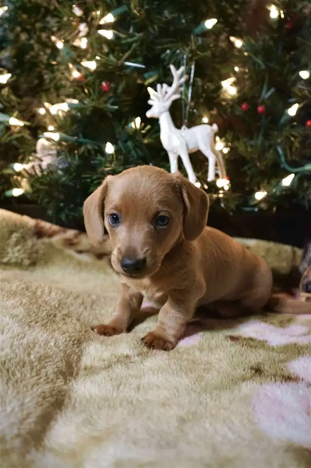 Beautiful Miniature Dachshund Puppy for Sale in Dogs & Puppies for Rehoming in Kitchener / Waterloo - Image 4