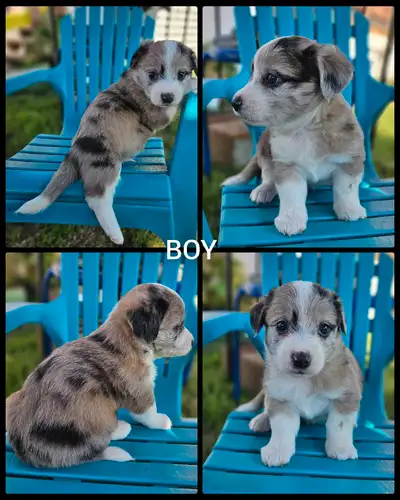 Stunning Corgi Poo Merle, View more