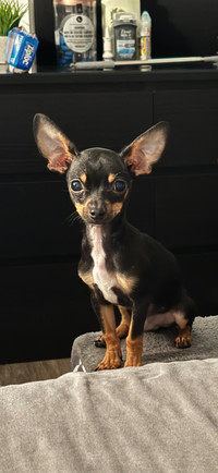 Chihuahua mâle 