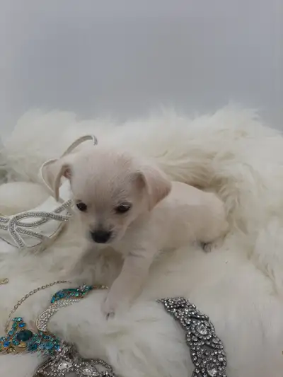 Chimaltie baby puppy, View more