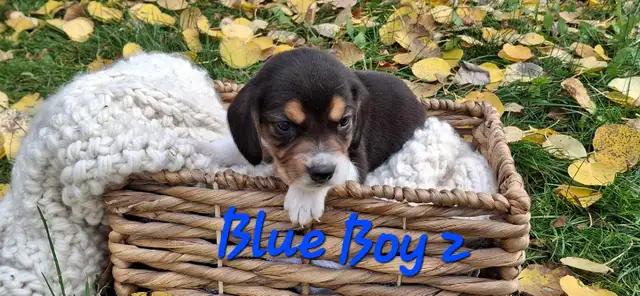 Beagle puppies for sale | Dogs & Puppies for Rehoming | Winnipeg | Free ...