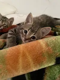 8 week old kittens