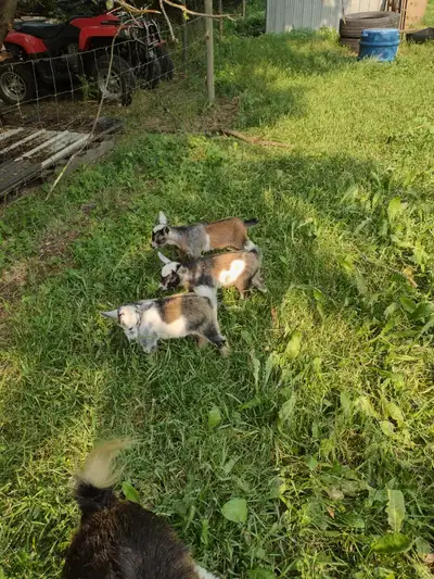 Nigerian Dwarf bucklings, View more