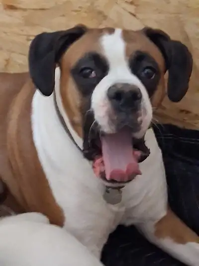 Purebred boxer puppies born January.26/2026 for adoption. will come with tails docked dew claws remo...