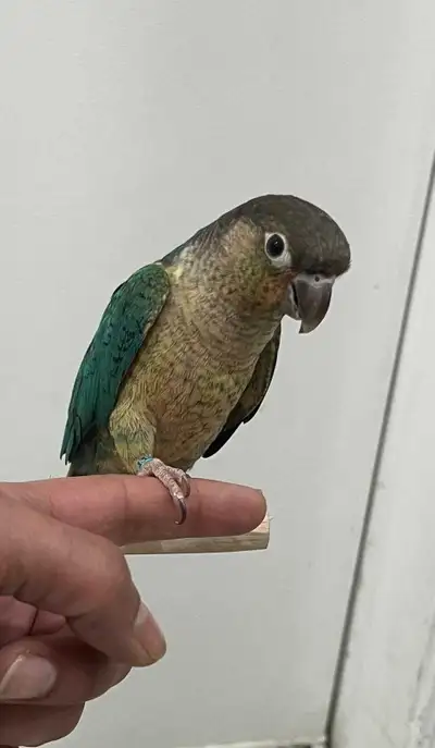 Turquoise yellowside conoure for sale, View more