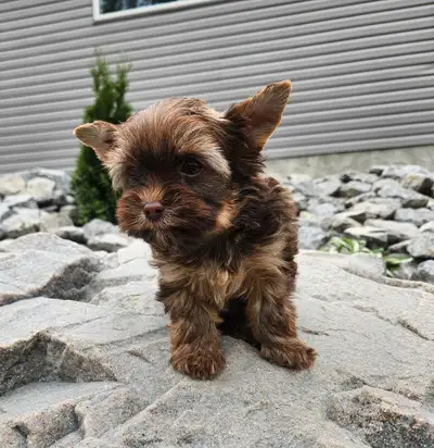 *** THREE PUPPIES LEFT AVAILABLE. We welcomed 2 litters of yorkie puppies. They parents are pictured...