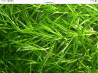 Aquaplant guppy grass， moneywort,pearl weed for sale