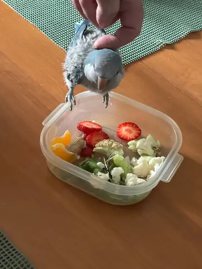 Kakers male tout equiper, View more