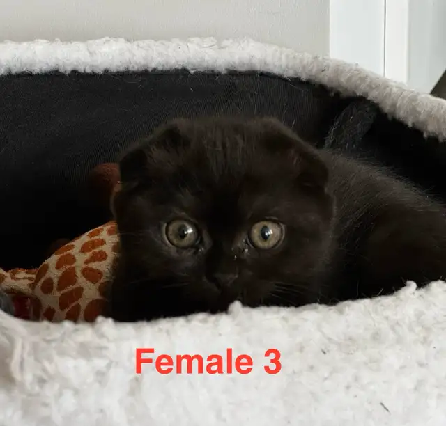 Scottish Fold/Straight kittens, 3 girls left - price inside in Cats & Kittens for Rehoming in Moncton - Image 6