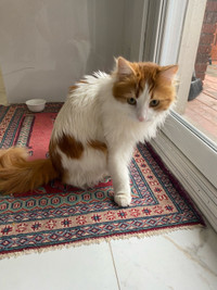 Turkish male cat