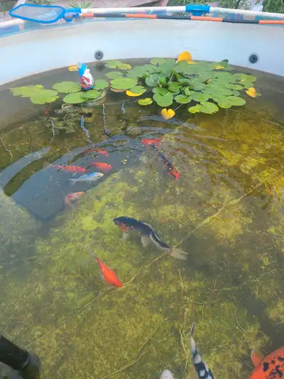 koi gold fish for sale, View more