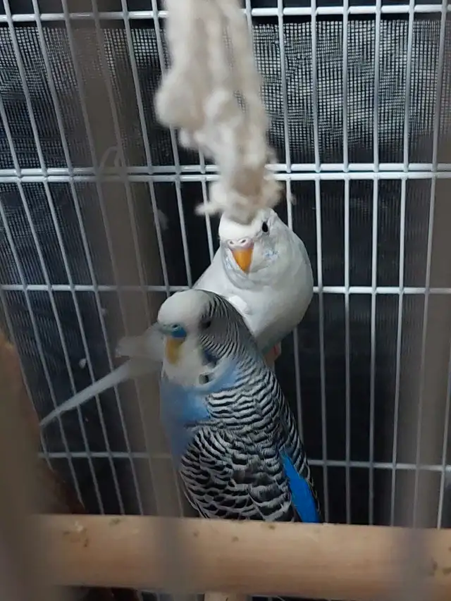 Budgies with cage in Birds for Rehoming in Markham / York Region - Image 9