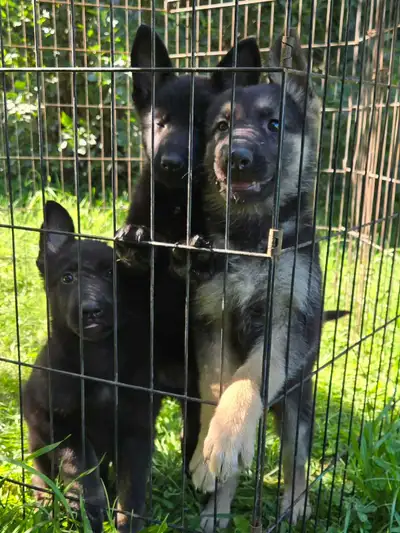 German Shepherd Puppies for Sale, View more