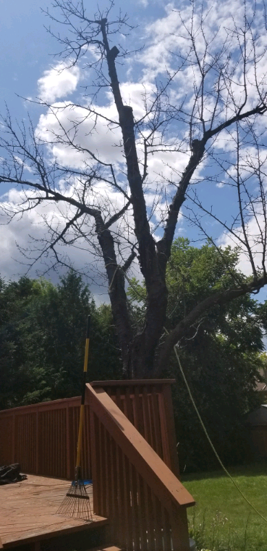 Tree removal64840203069953124