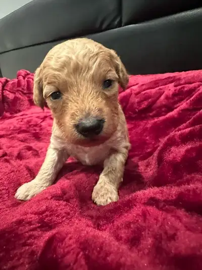 Mini King Bernedoodles Puppies, View more
