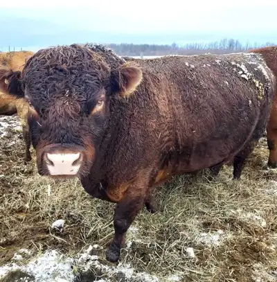 bull (looking to rent a bull), View more