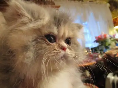 4 purebred PERSIAN kittens, rare calicos, choc or cream bi males, View more