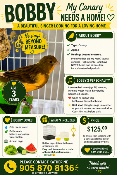 Male Canary 3 years old, View more