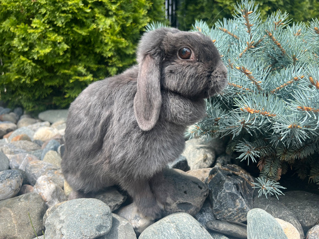 lapin nain bélier hollandais ( femelle) dans Petits animaux à adopter  à Laval/Rive Nord