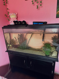 Aquarium/axolotls