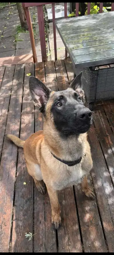 malinois, Voir plus
