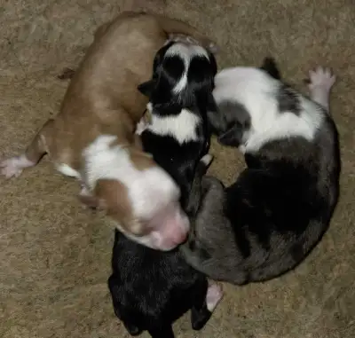 Miniature & TOY Australian Shepherd pups, View more