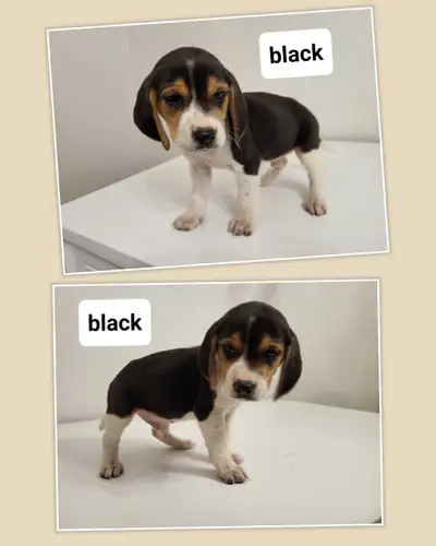 Beagle puppies for sale, View more