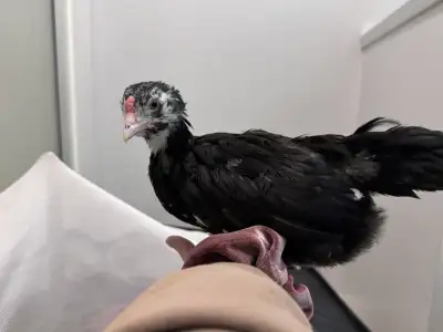 Mottled Ameraucana Young Rooster, View more