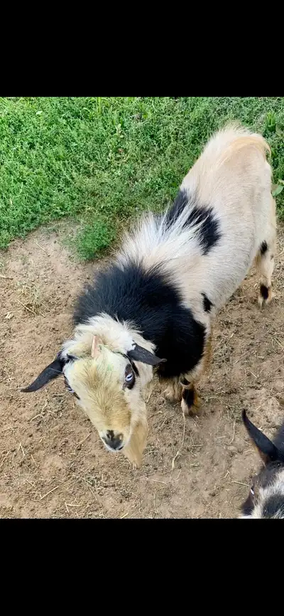 Registered Nigerian Dwarf Buck, View more