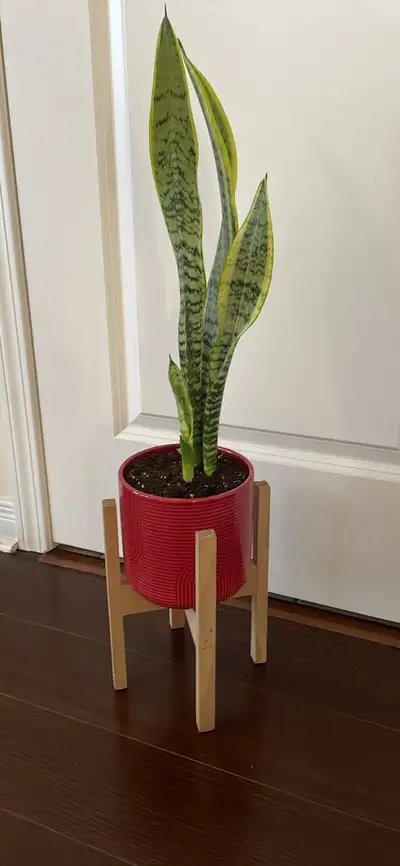 Snake Plant with ceramic pot and stand , View more