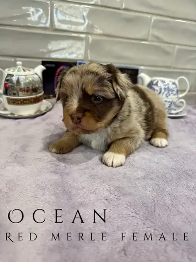 MINI AUSTRALIAN SHEPHERD PUPPIES, View more