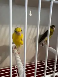 Canaries hoso Japan 