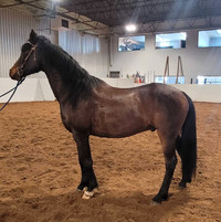 Grade Arabian Cross Gelding