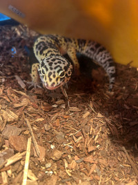 Gecko léopard avec BEAUCOUP d’équipement 