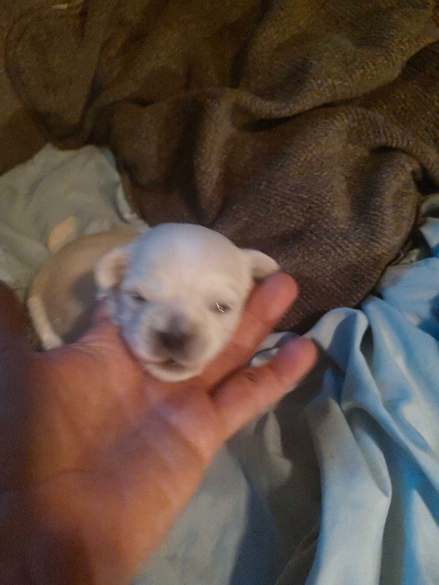 Small Puppy in Dogs & Puppies for Rehoming in Portage la Prairie - Image 2