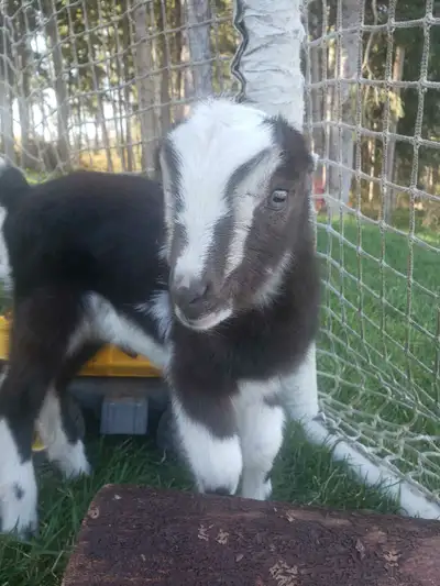 Adorable Purebred Lamancha Kids!, View more