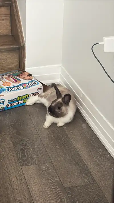 Rehome bunny , View more
