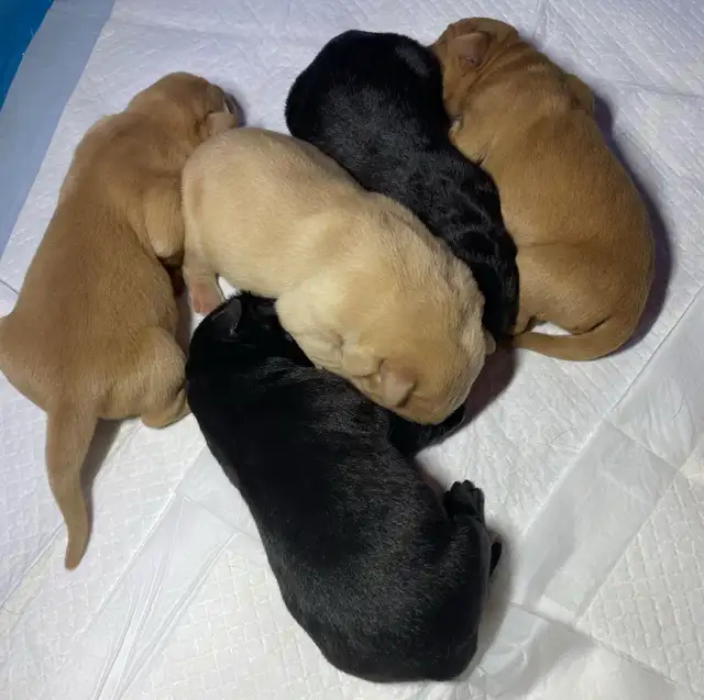 ❤️lab puppy’s❤️ in Dogs & Puppies for Rehoming in Strathcona County - Image 7