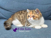 Exotic shorthair 