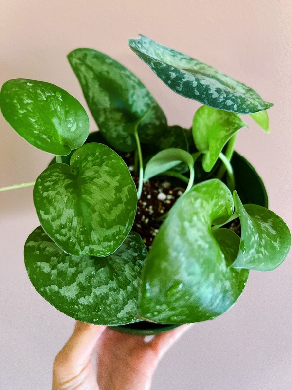 Scindapsus Pictus Satin (Satin Pothos) Plants, Fertilizer & Soil