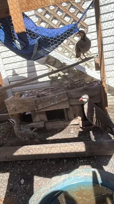 chukars for sale, View more