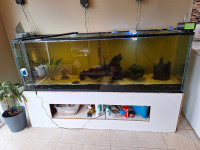 Approximately 135 gal tank complete set up& fish incl. $950